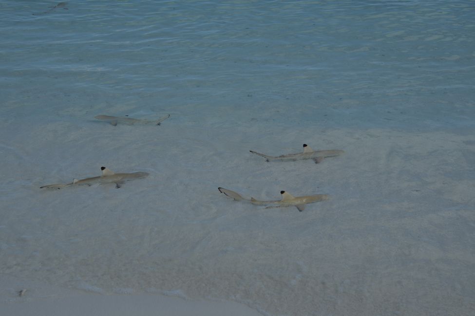 Young Black tipped reef sharks