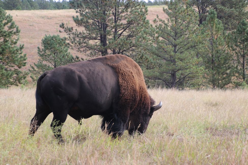 Bison