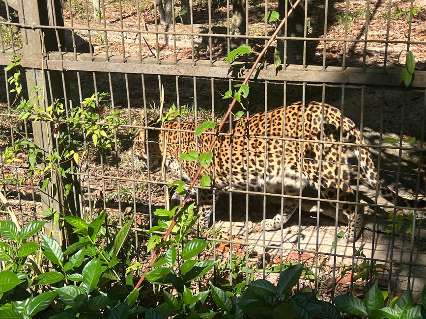 Tag 16 - Phu Quoc: Tierische Higloghts und glitzerndes Einhorn