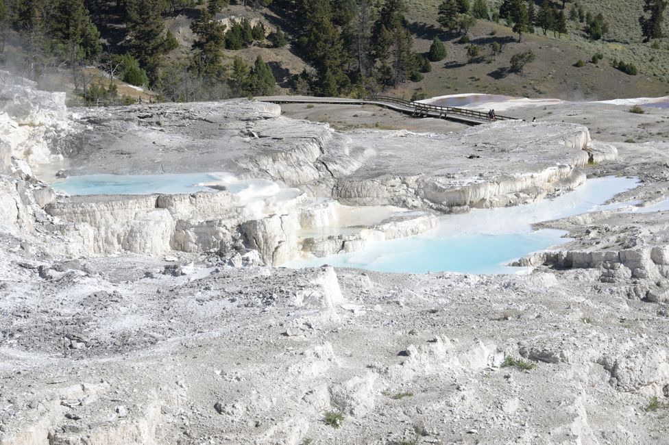Mammoth Hot Springs - Sinterterrassen
