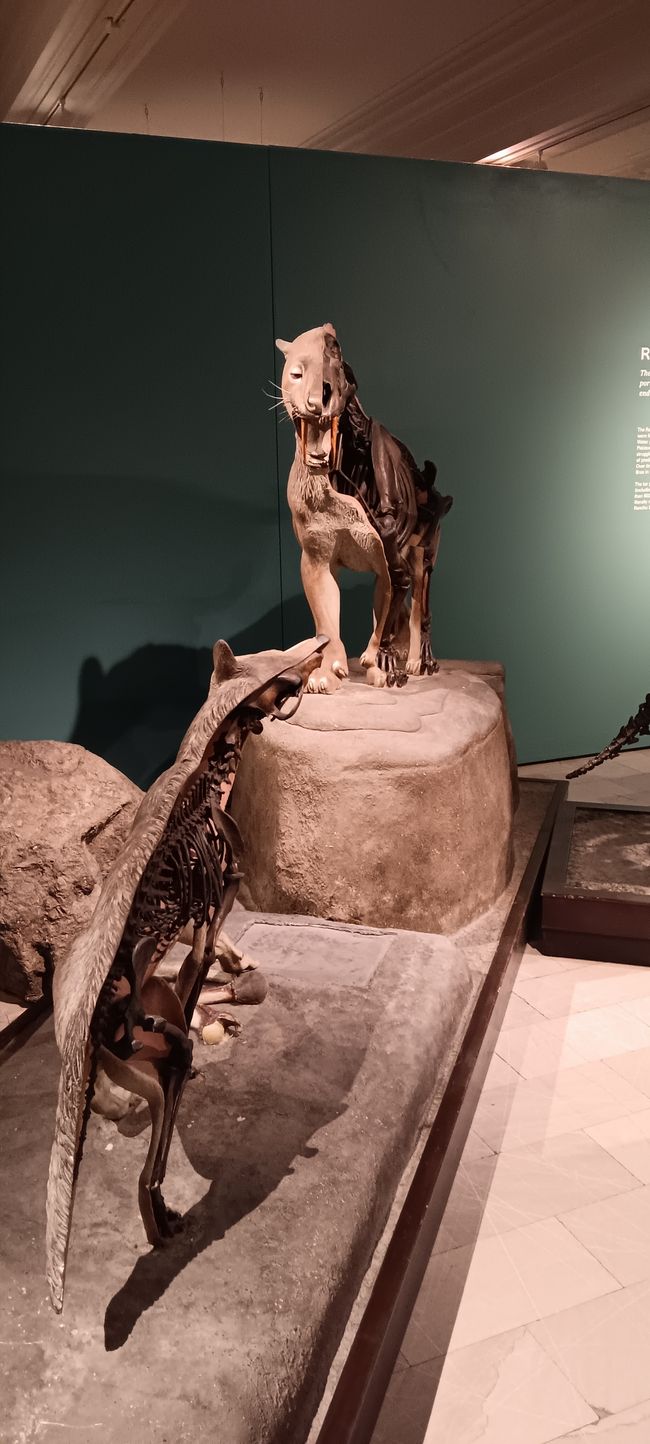 Museum of natural history I
