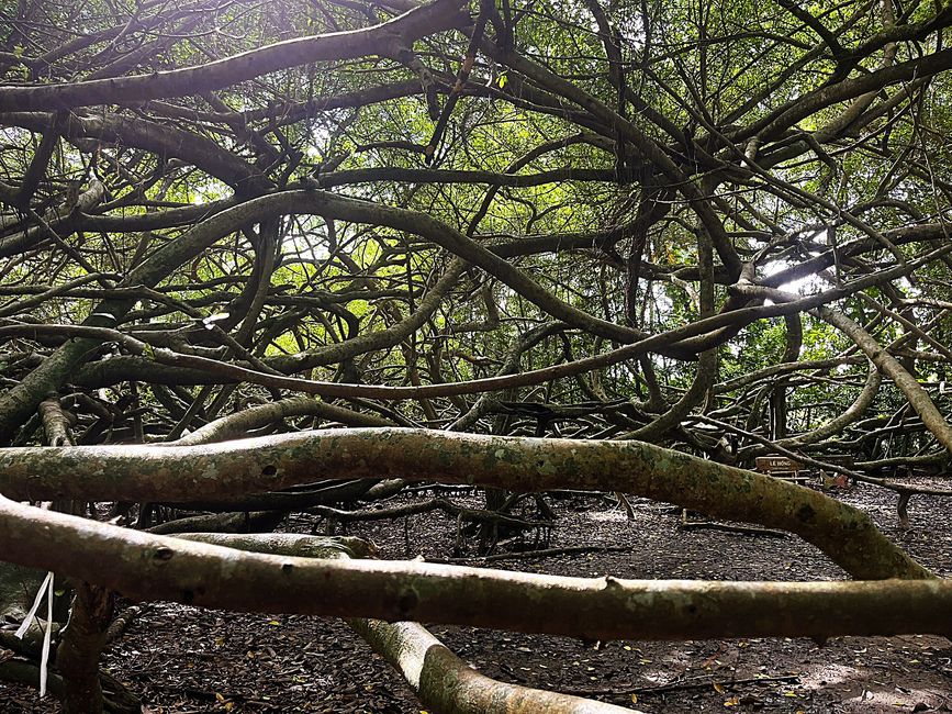 Banyan-Baum im Verborgenen Wald