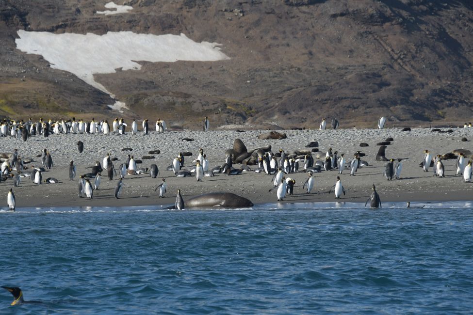 Königspinguine und Seeelefant / King penguins and Elephant seal
