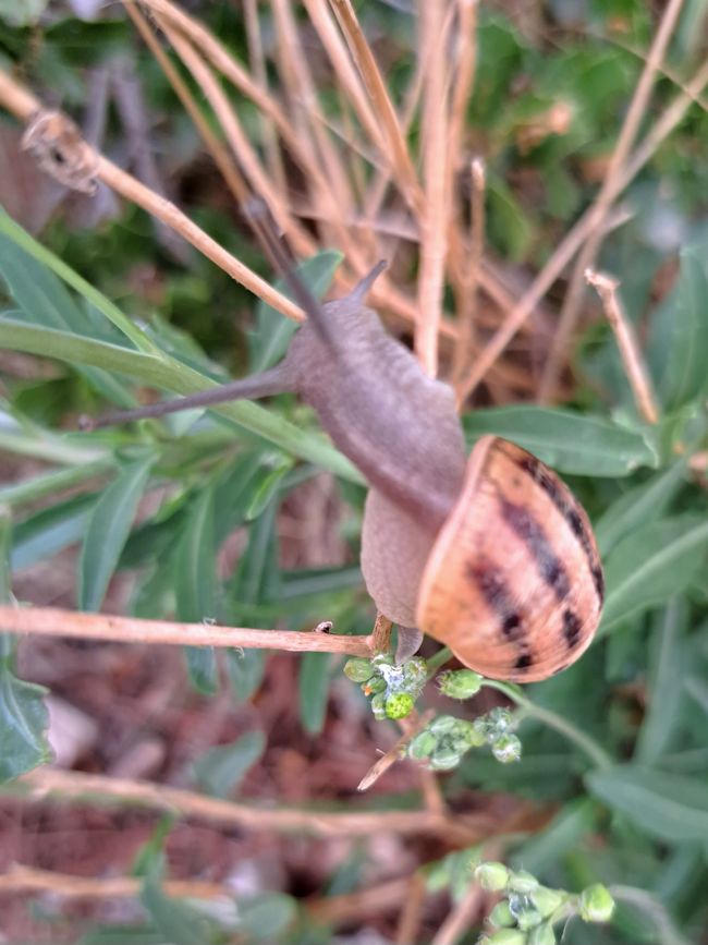 Caracol de viña con manchas