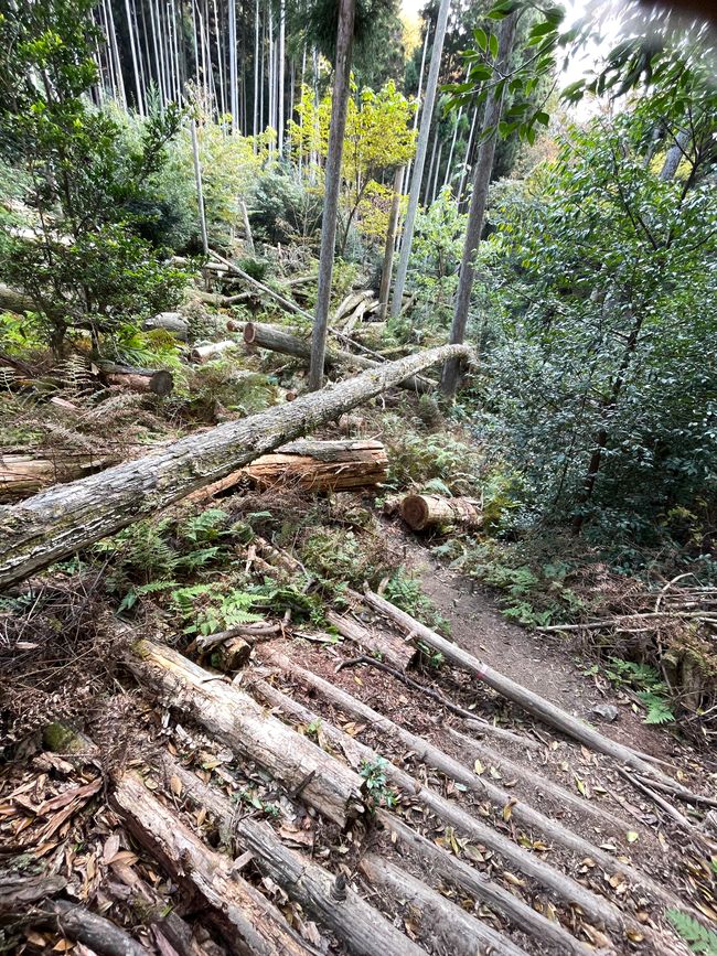 21. Kapitel: Überraschungstreffen, ein Falke und eine wilde Bergtour