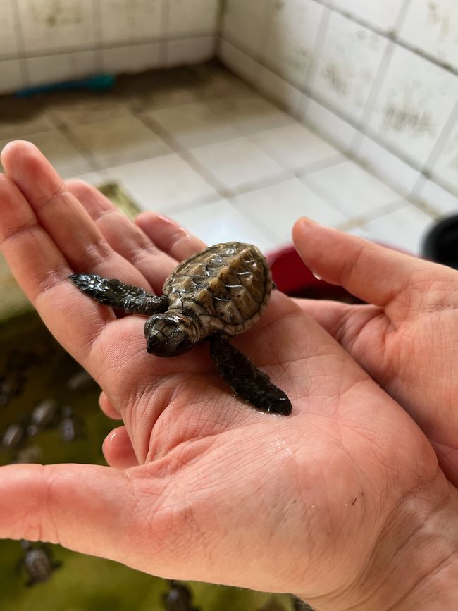 Baby turtle (6 weeks) in breeding station