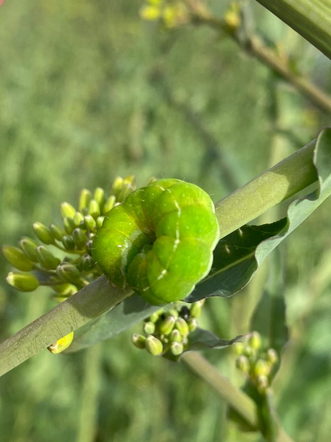 Diese kleine Raupe bestand auf Daten/Artenschutz