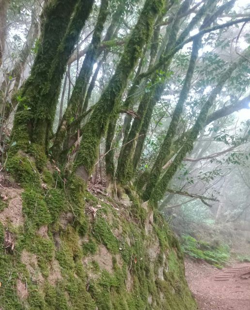 Die Lorbeerwälder sind wirklich mystisch