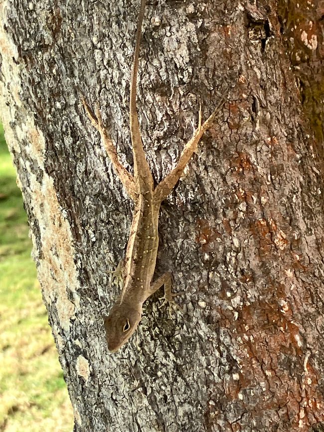 Bahamaanolis, in the tree next to our room!