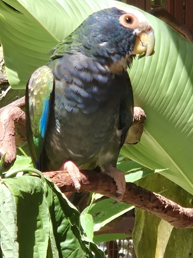 BLOG 8: Tierstation und Karibikflair