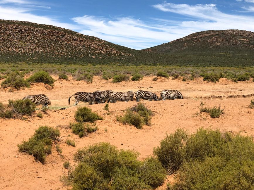 #3 - Ciudad del Cabo - Safari - Los Grandes Cinco