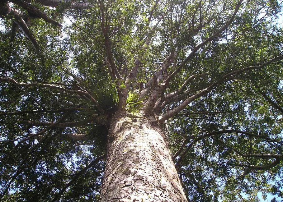 Der grüne Riese Neuseeland: Kauri Baum am Ende des Waiomu Kauri Grove