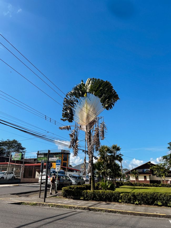 La Fortuna es español y significa "la suerte" 🌋