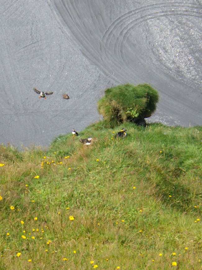 Papageientaucher/Puffins