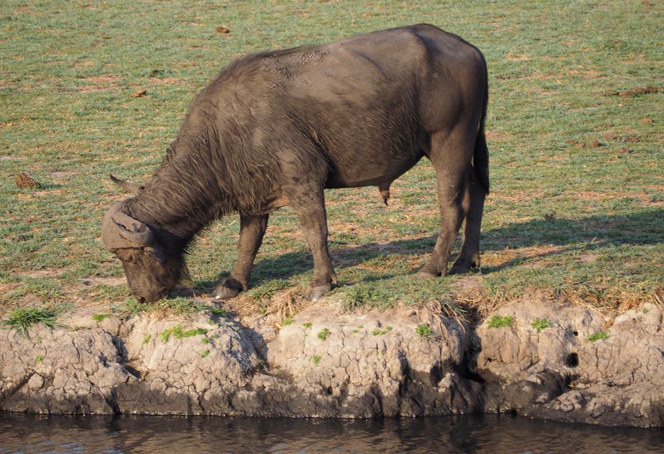 Botswana-fressen und gefressen werden