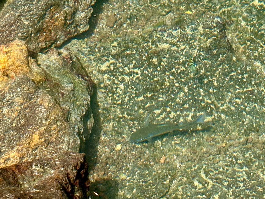 Isabela (Galápagos)