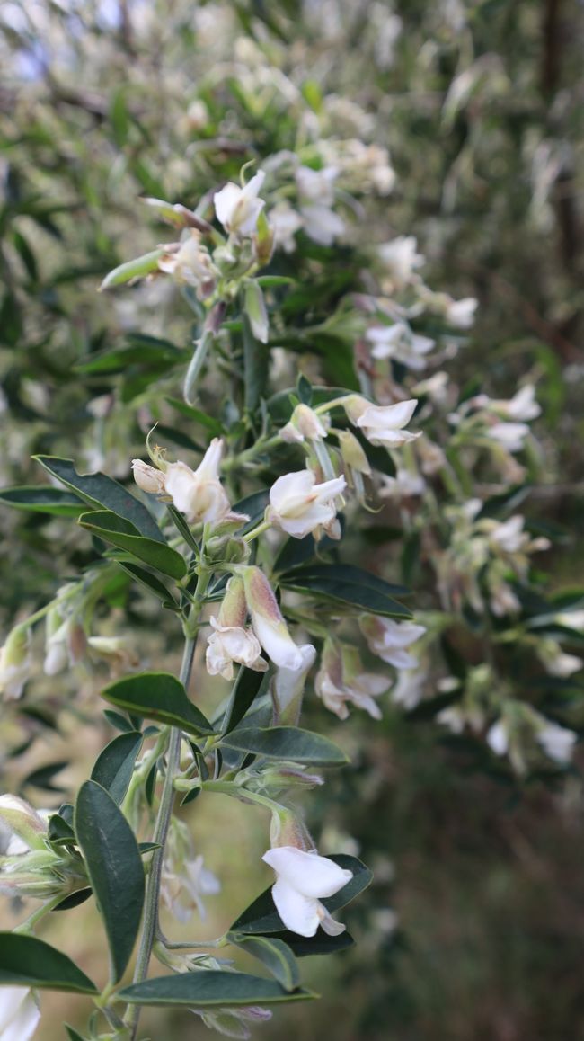 Ein wie Osterglöckchen aussehender Busch