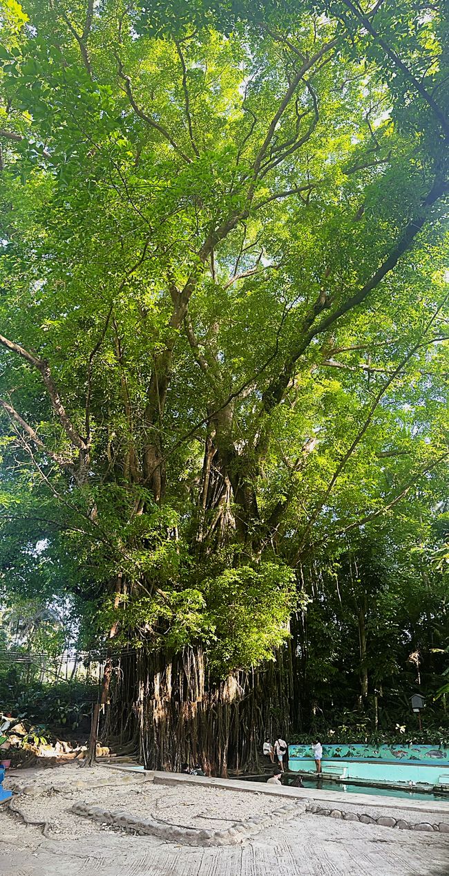 Balete Tree