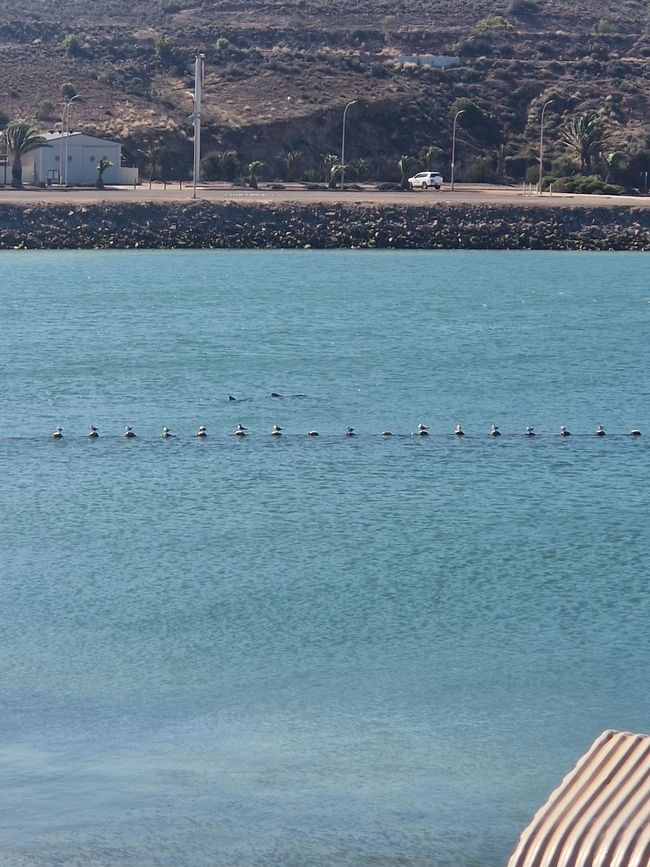 Dolphins in Whyalla harbor