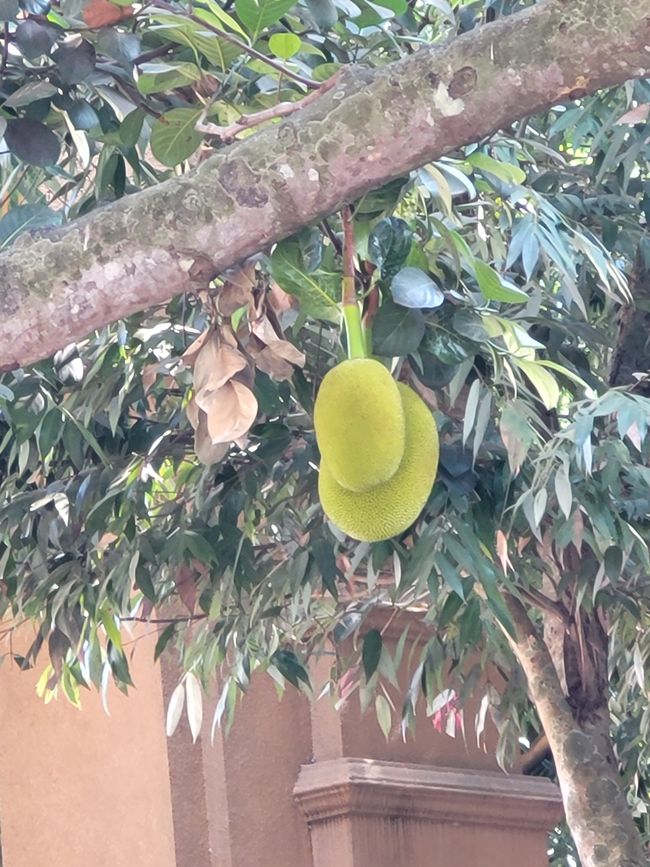 Jackfrucht