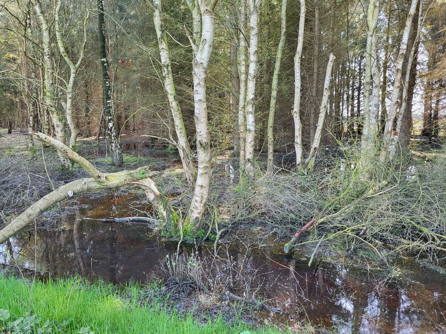 Hike in the Heidmoor