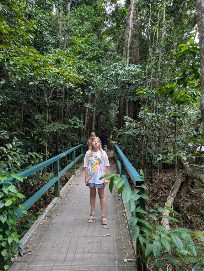 2 Nächte in Cape Tribulation