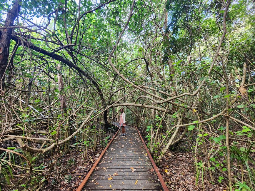 Tag 20, 14. Mai, Cape Hillsborough Nationalpark