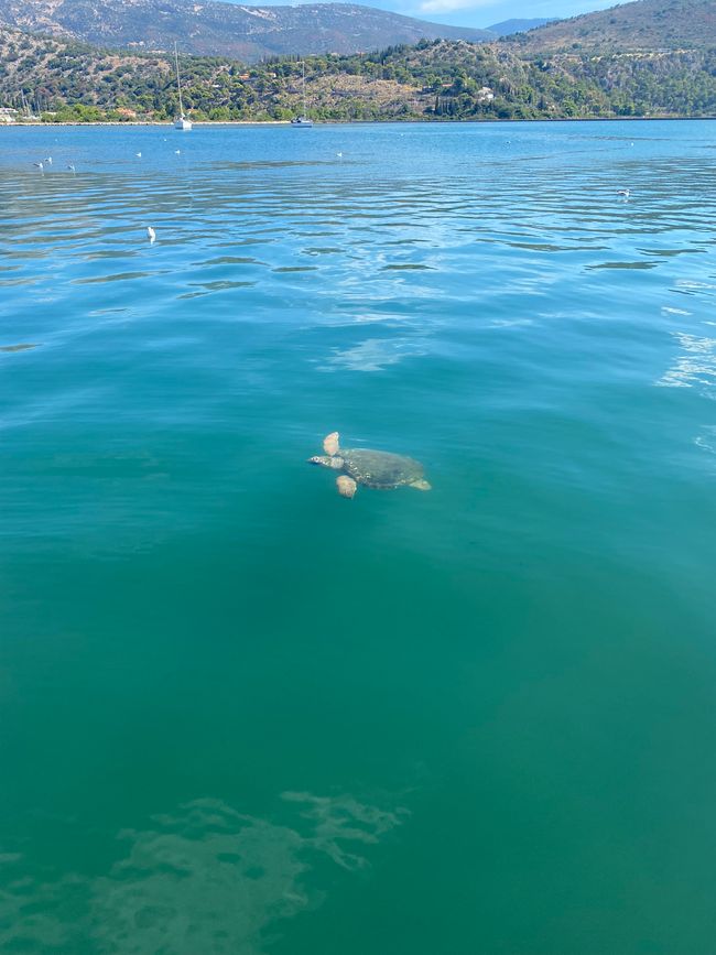 False loggerhead turtle in the harbor basin