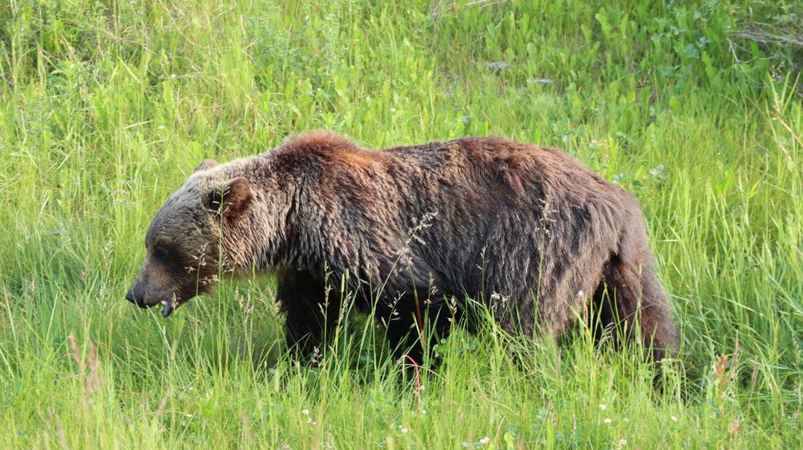 Woche 63 - Yukon bis Alaska