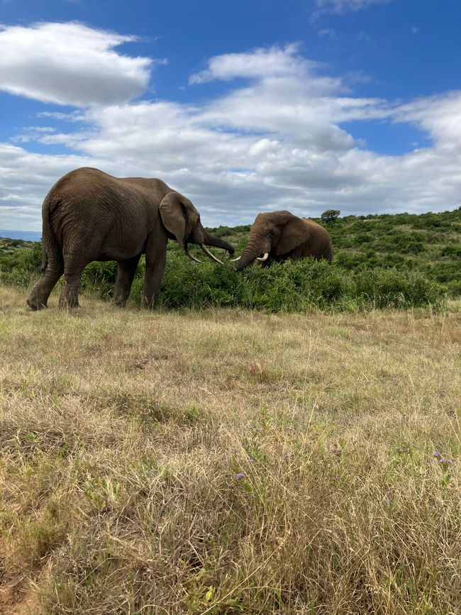 Second part of roadtrip to Addo elephant park from Lemoenfontein