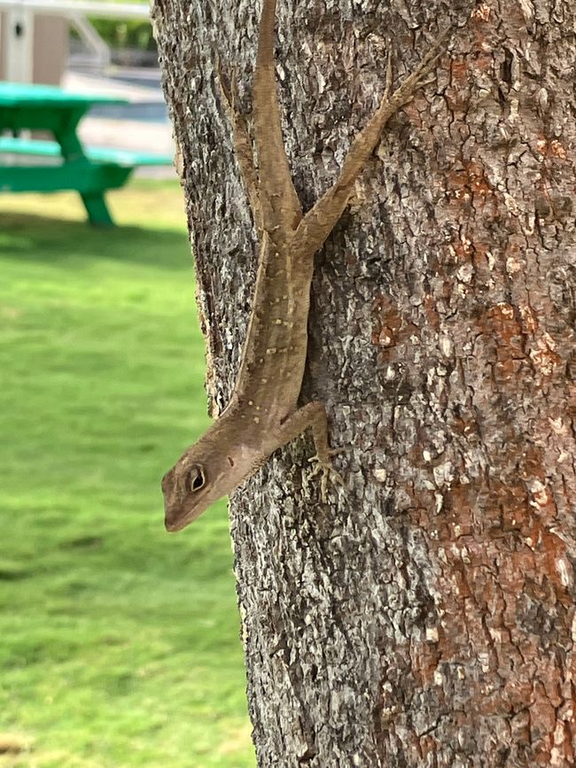 Like other anoles, it can change color, in this case a darker brown to black. Its dewlap ranges from yellow to orange-red. It did it when I watched it but not when I had my camera on🙈