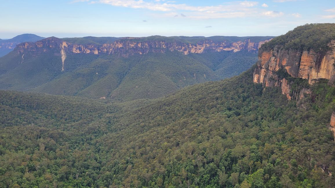 Blue Mountains – Eukalyptusbäume locken nicht nur Koalas an