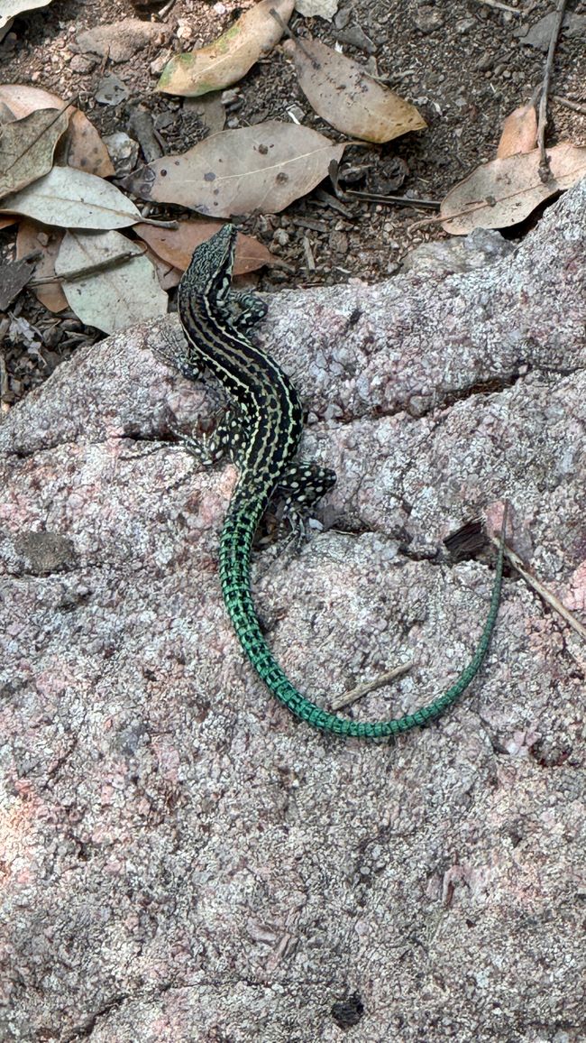 Lézards
