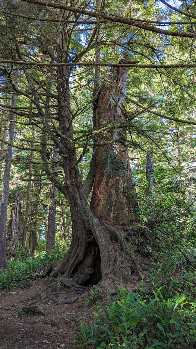 Etiqueta 7: Parque Nacional Pacific Rim - Ucluelet - Tofino