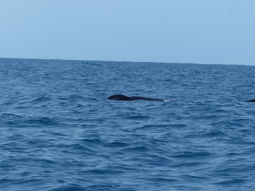 Brazil, Whale Watching