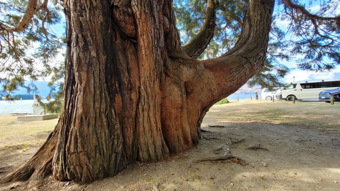 29.Januar-27.Februar 2025 Neuseeland
11. Februar