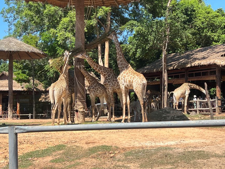 Tag 16 - Phu Quoc: Tierische Higloghts und glitzerndes Einhorn