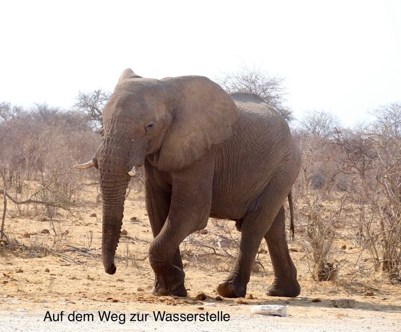 Etosha - Katzentag