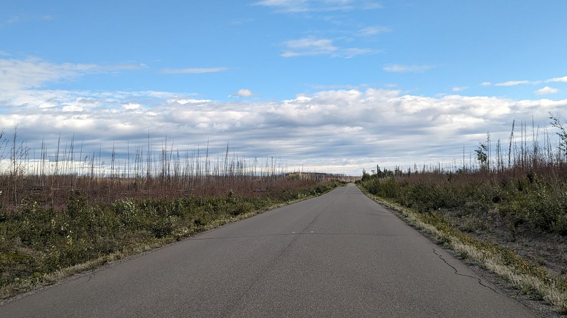 Überbleibsel eines Waldbrandes