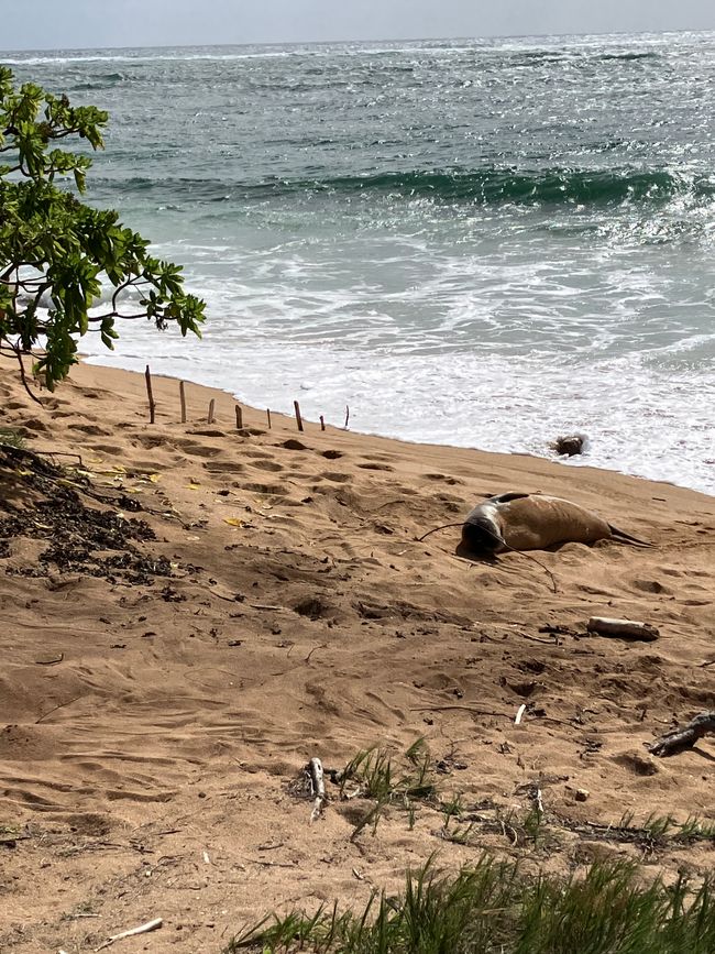 Various angles onto the monk seal