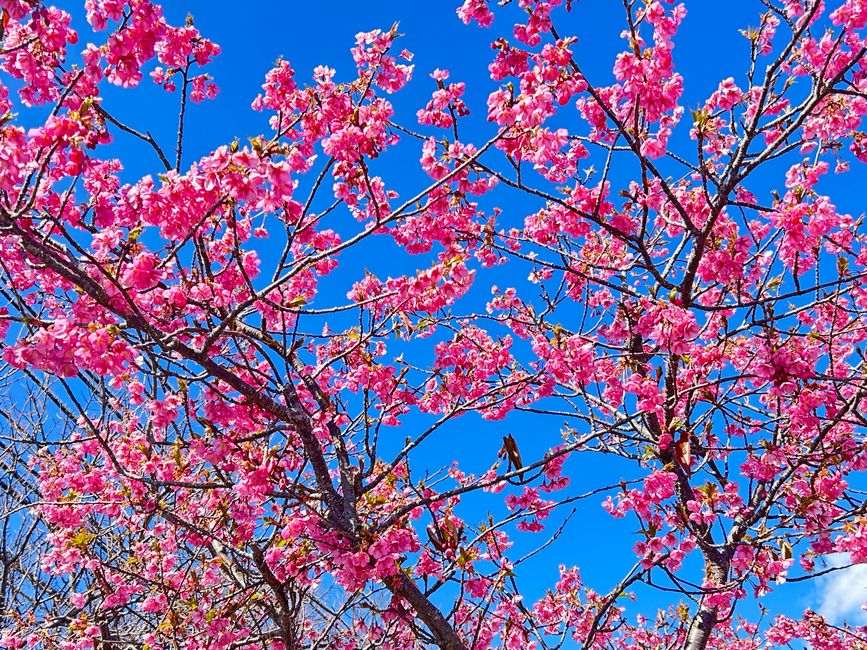 Kirschblüten in Japan - Tag 12-13 