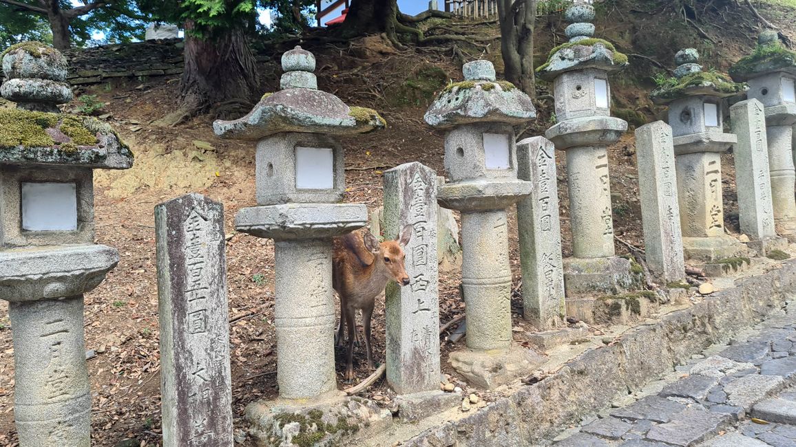 So sieht es dann vor Ort in Nara aus.