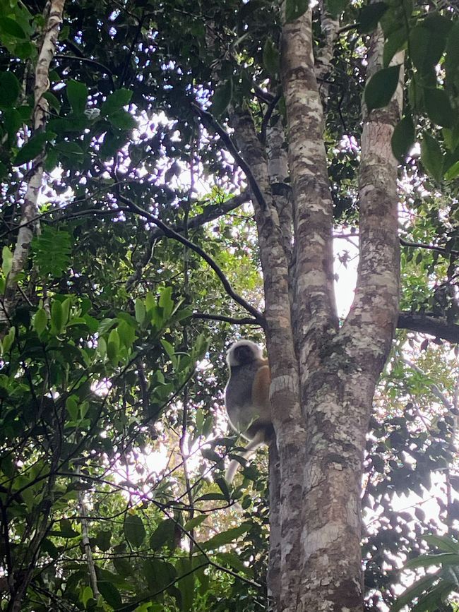 Maravilla de la naturaleza - Parque Nacional Andasibe