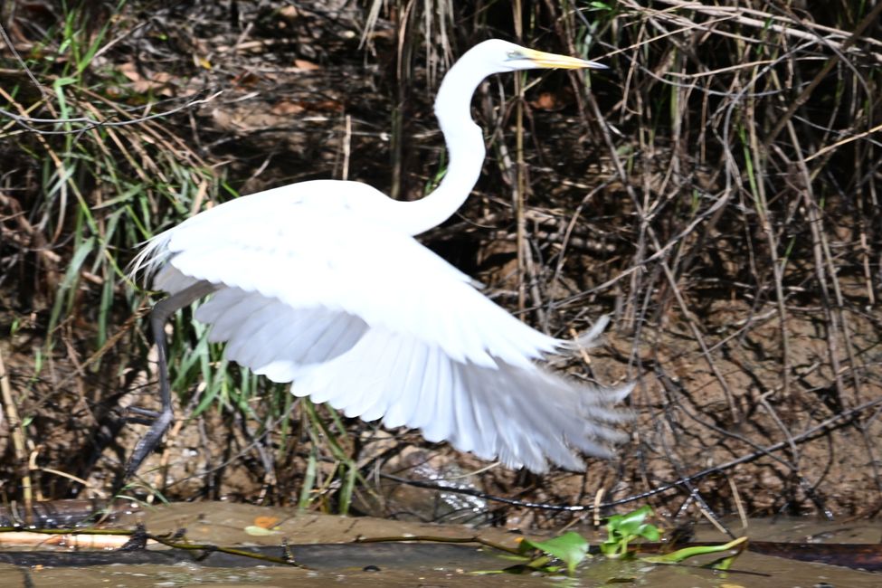 Kinabatangan