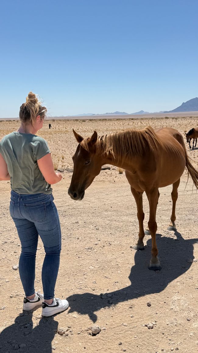 Chevaux sauvages 🐎/ Wild horses 🐎