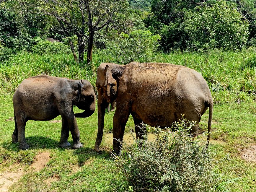 Hurulu Eco Park