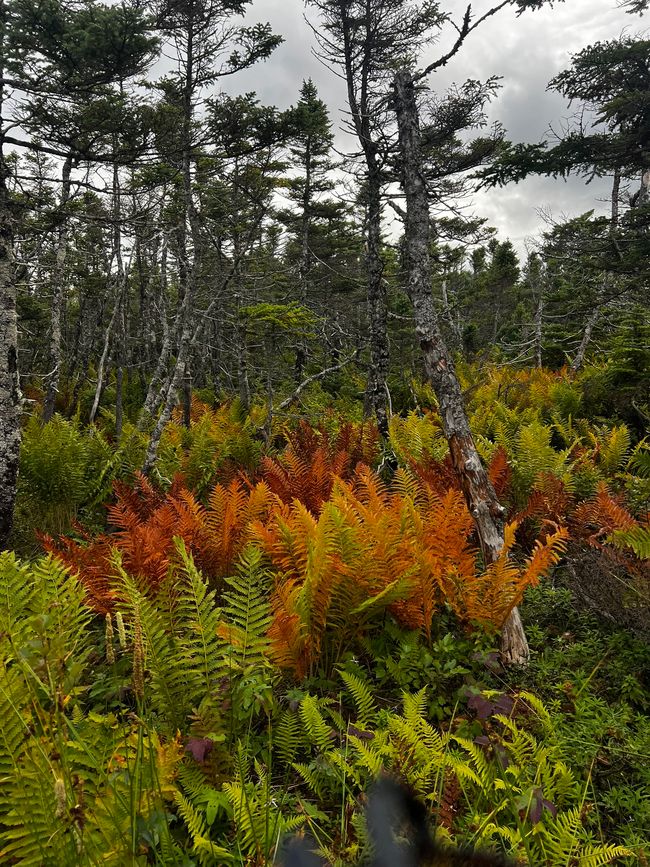 Cape Breton en conclusion