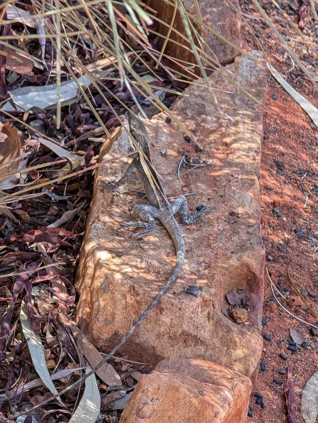 🦎