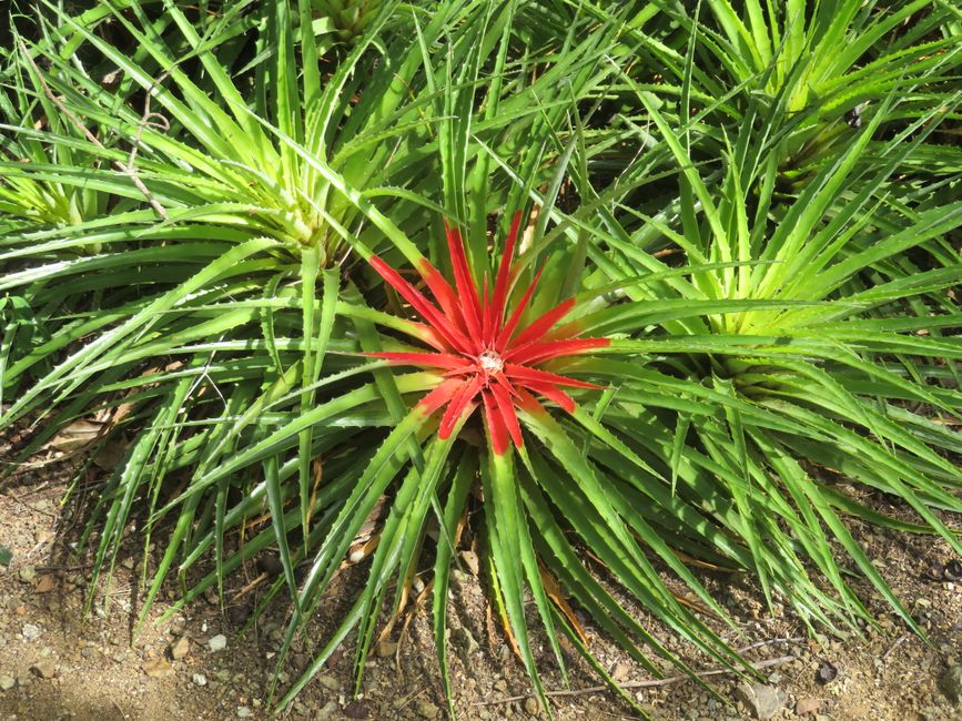 Étoile de Noël façon Curaçao