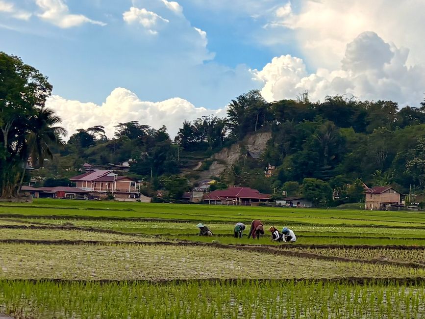 Tuktuk en el lago Toba